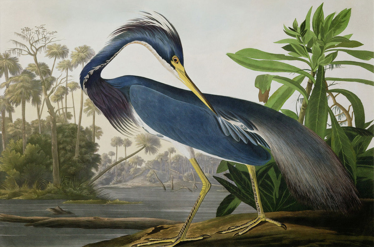 Blue Heron Wallpaper Murals in your room — zoomed