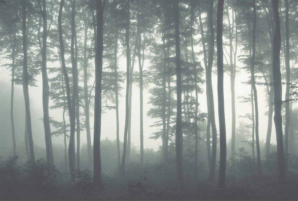 Tall Natural Forest Tree Aesthetic Wallpaper for Halloween Decor in your room