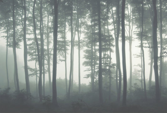 Tall Natural Forest Tree Aesthetic Wallpaper for Halloween Decor