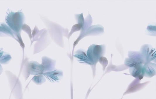 Blue Orchids Foggy Wallpaper Murals