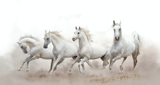 Running Horses Wallpaper Murals