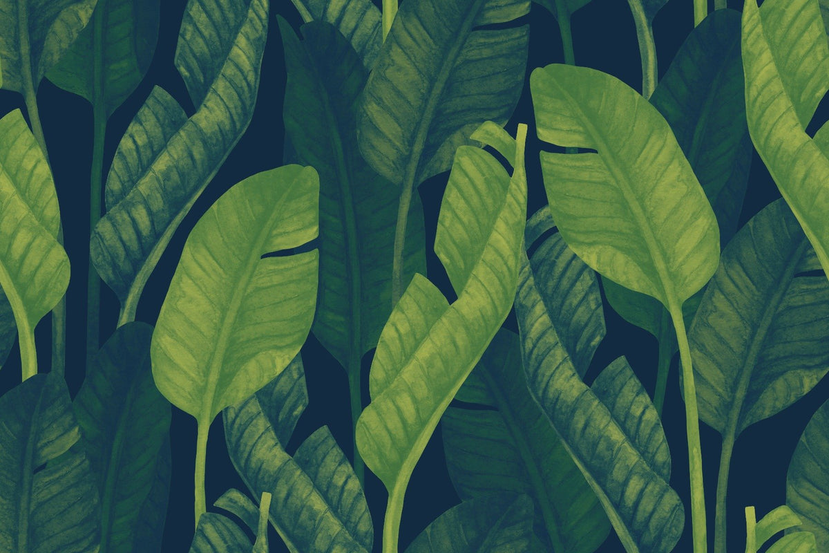 Deep Green Banana leaf wallpaper mural in your room
