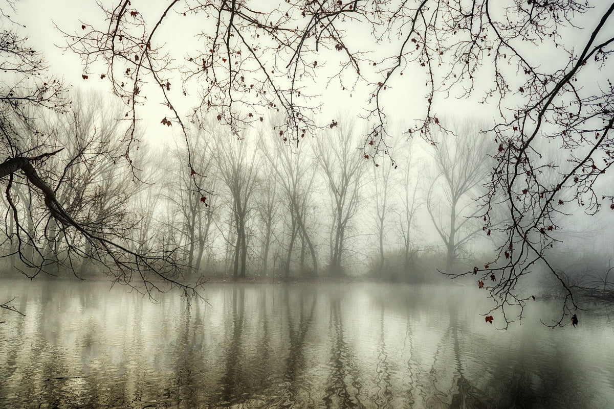 Foggy Spooky Woodland Forest With River Wallpaper Murals in your room