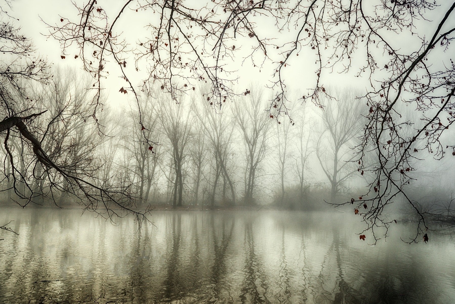 Foggy Spooky Woodland Forest With River Wallpaper Murals in your room — zoomed