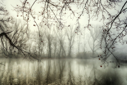 Foggy Spooky Woodland Forest With River Wallpaper Murals