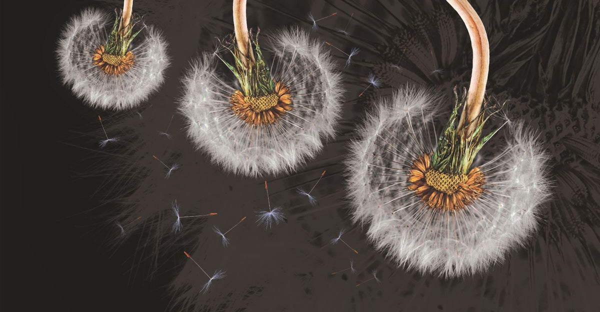 Hanging Dandelion Flower Wallpaper Mural in your room — zoomed