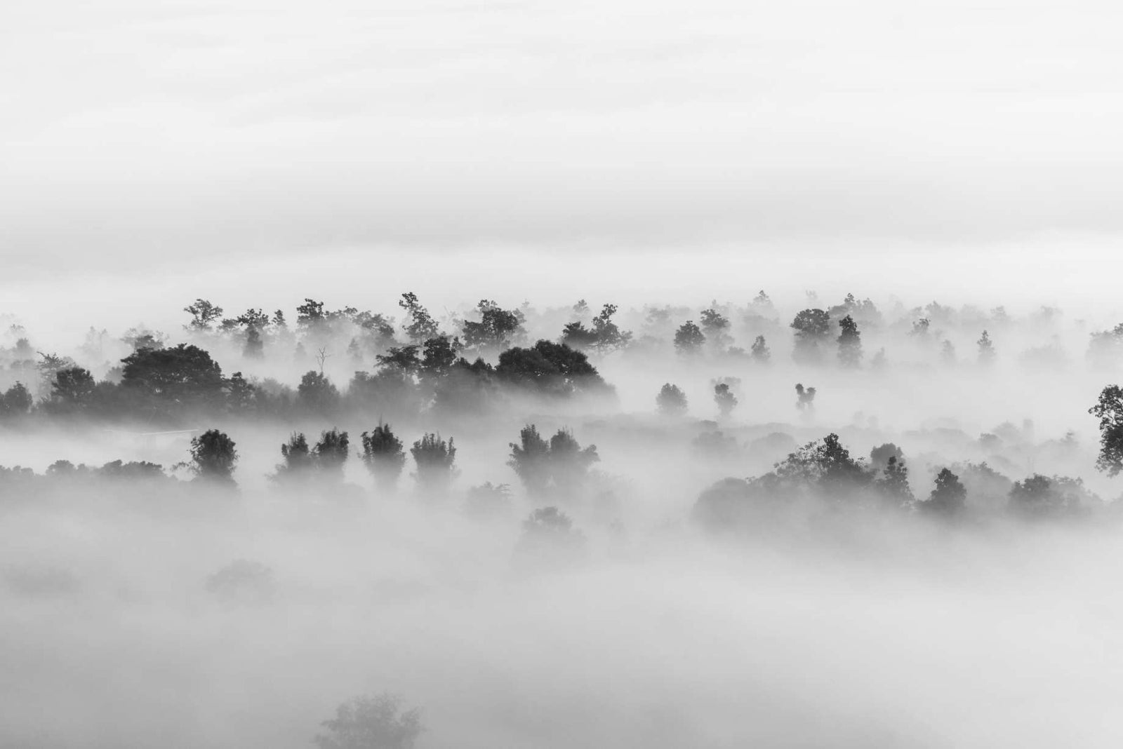 Black and white Clouds over Forest Wallpaper Mural
