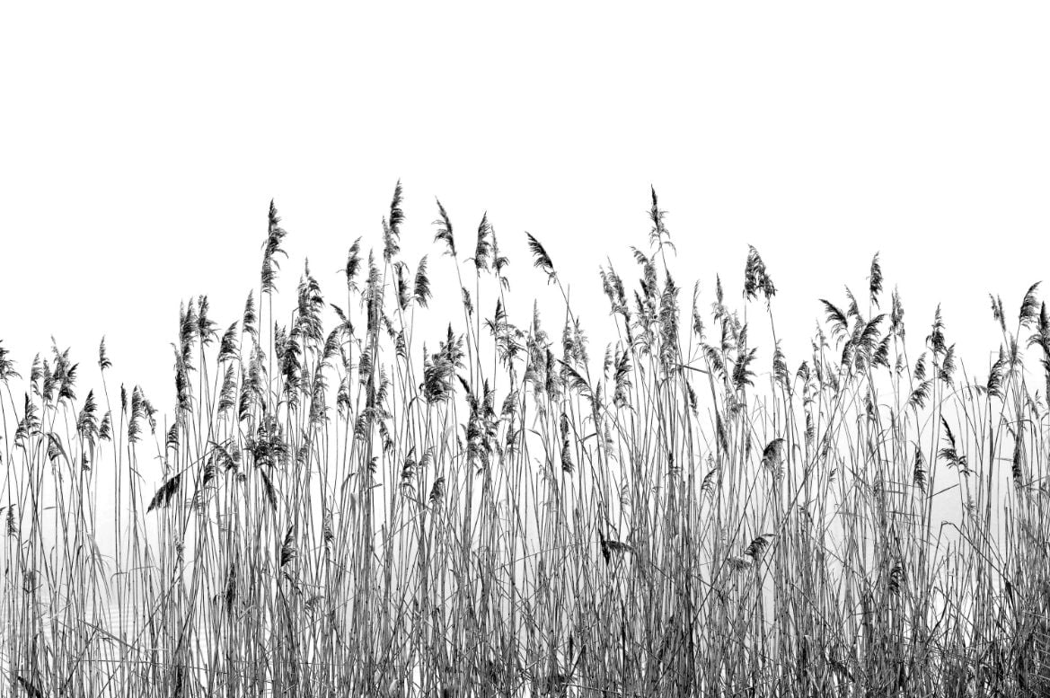Black and white canebrake Wallpaper in your room — zoomed