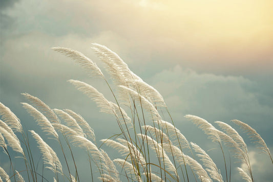 Grass Reeds Spring Wallpaper Murals