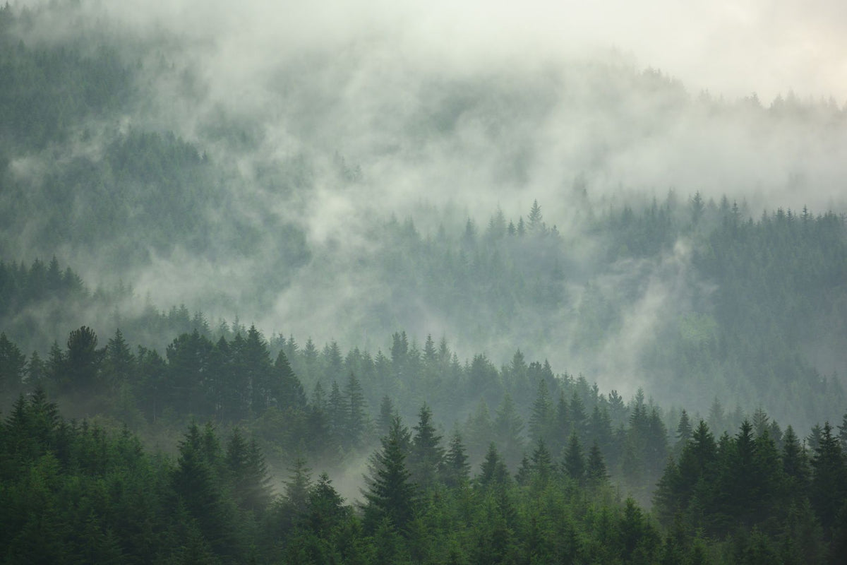 Pine Tree Forest Wallpaper Murals in your room — zoomed