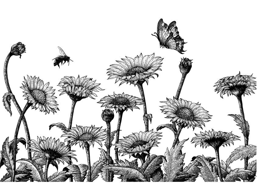 Daisy Flower Wallpaper Mural in your room