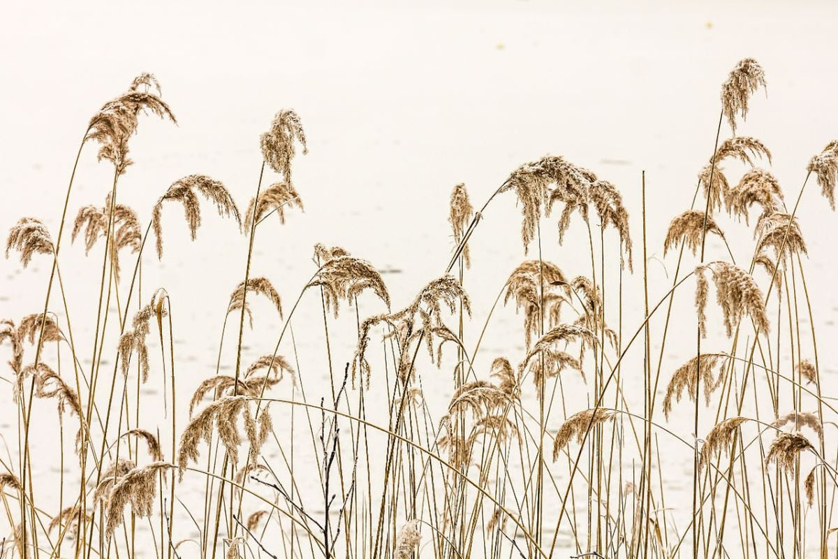 Reeds in Winter Wallpaper Murals in your room — zoomed