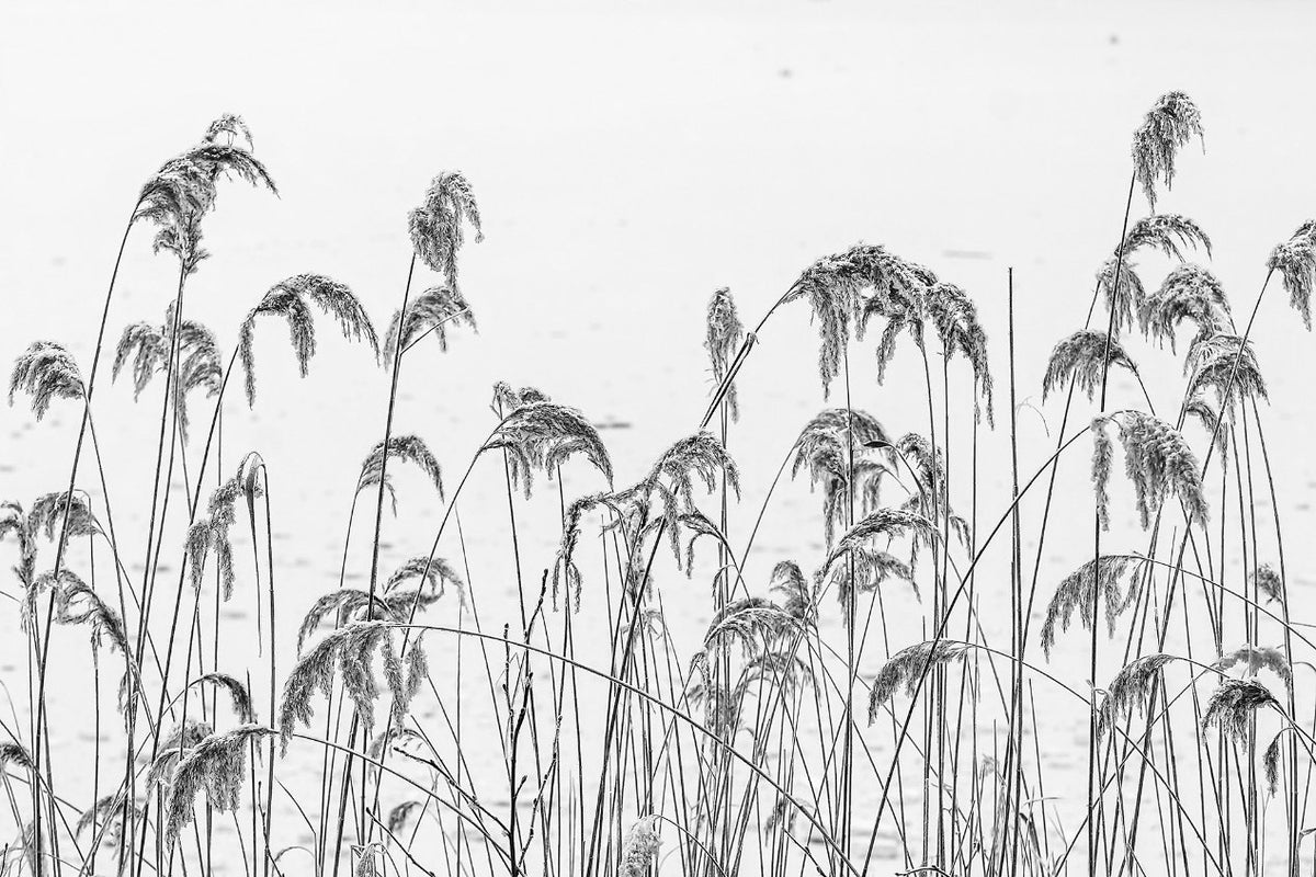 Winter Reeds Wallpaper murals