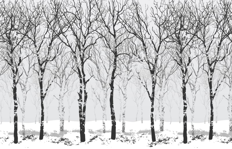 Winter Snow Forest Tree Wallpaper Murals in your room — zoomed