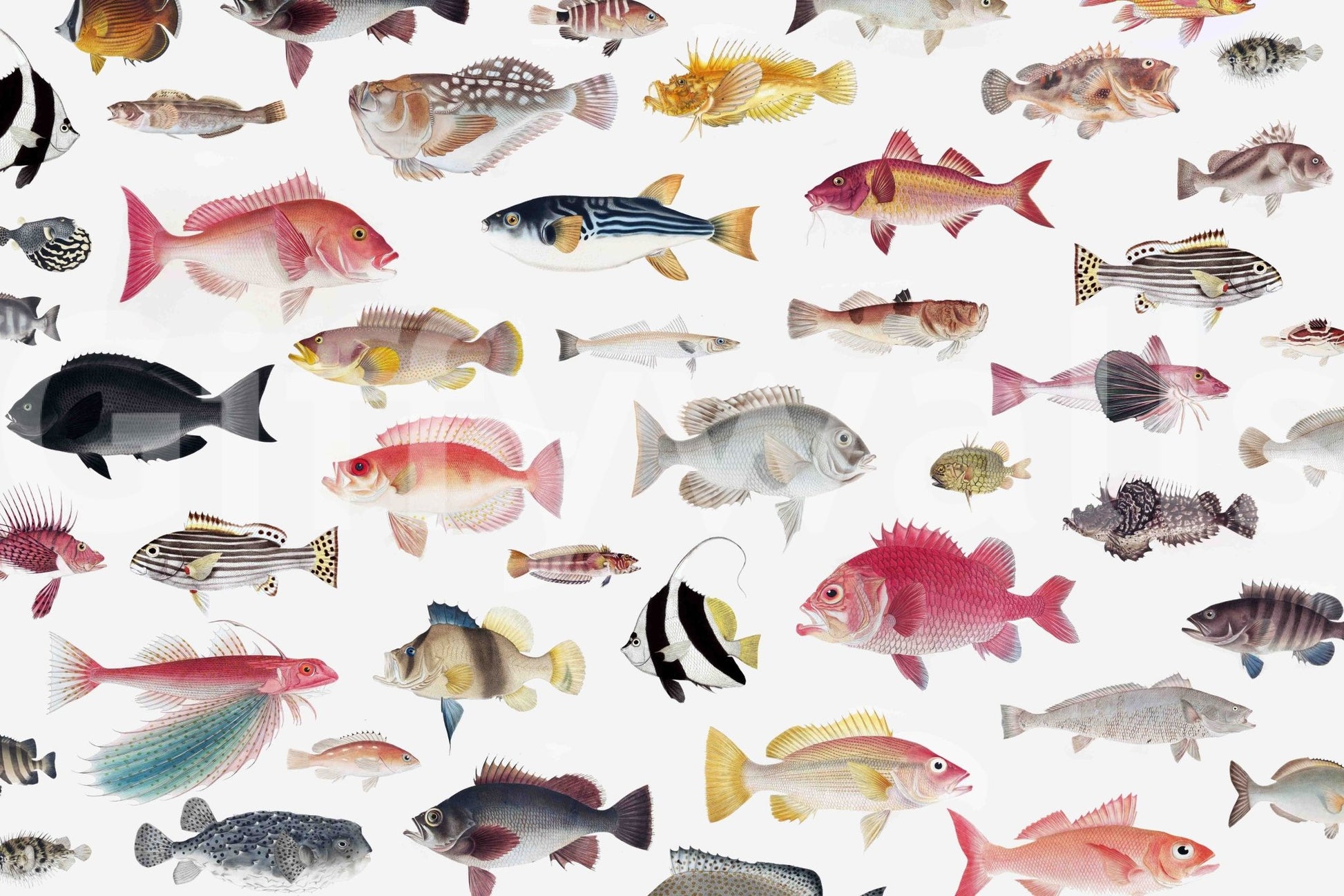 Acquarium Wallpaper⁠