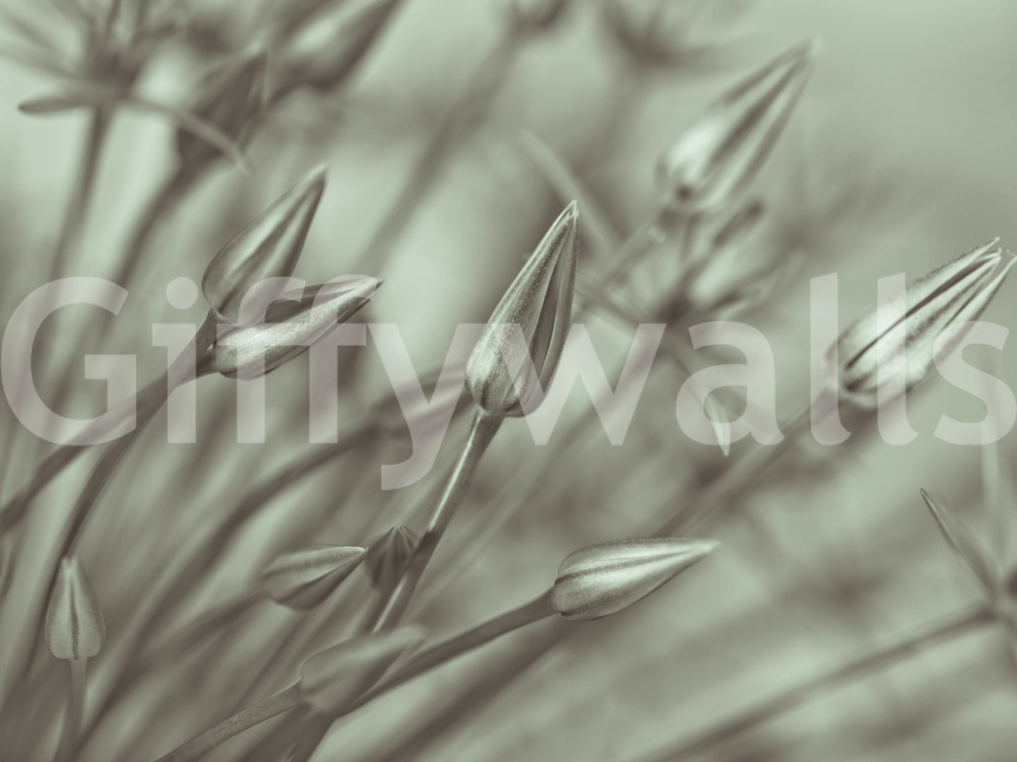 Grayscale wallpaper for walls Allium plant quiet composition.