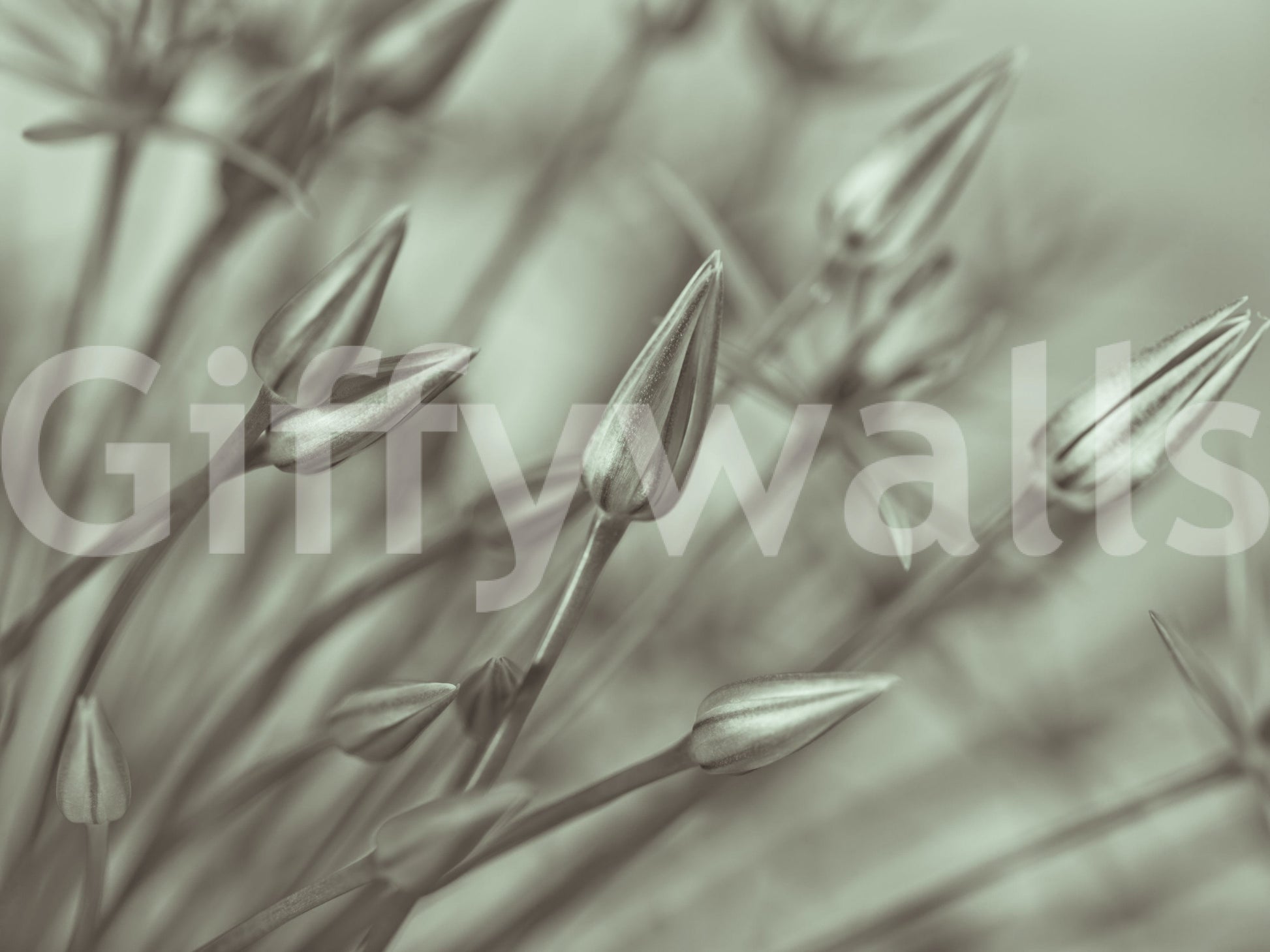 Grayscale wallpaper for walls Allium plant quiet composition.