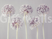 Allium Dreams Wall Mural