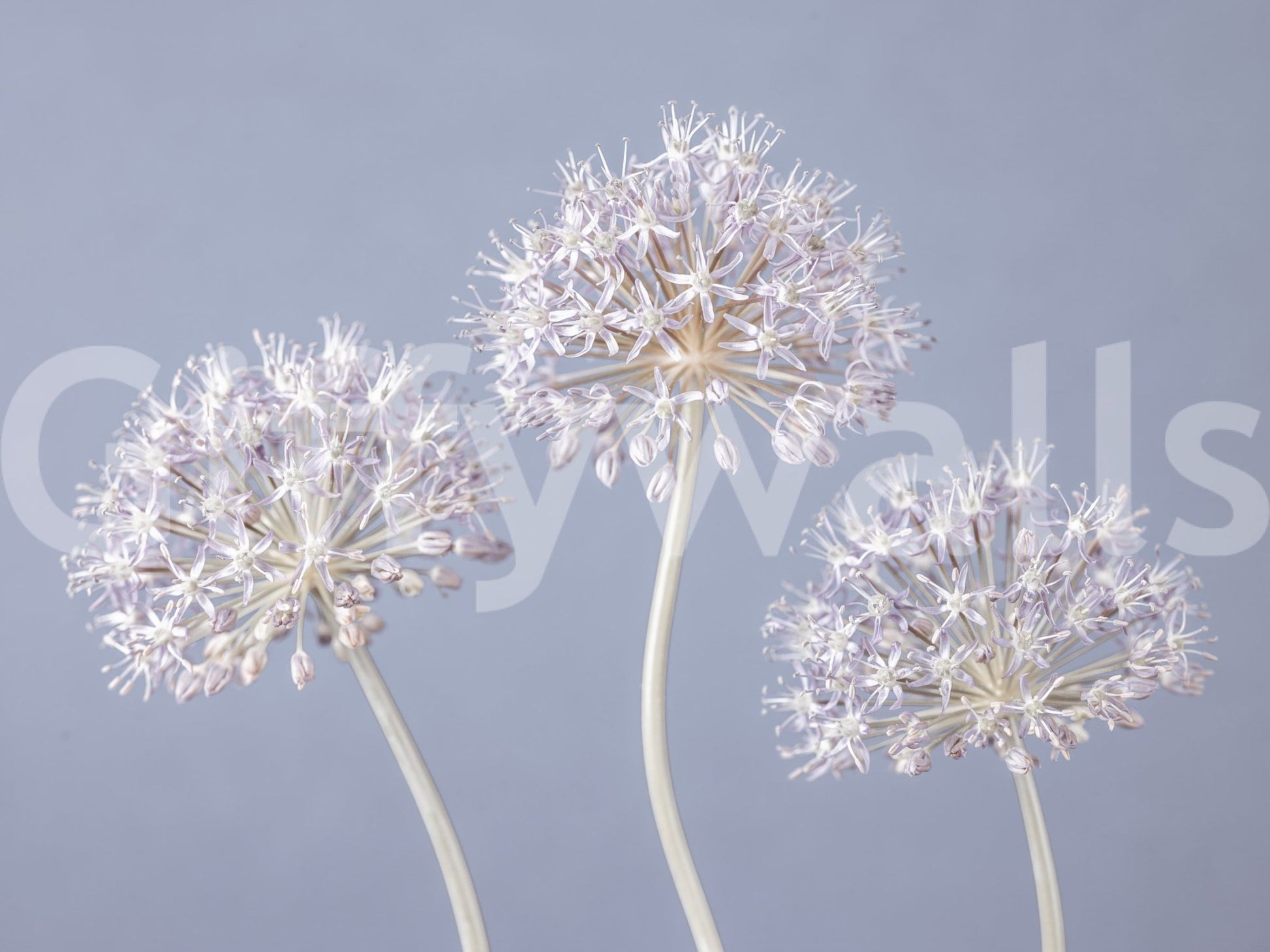 Airy floral wall mural with spherical blooms