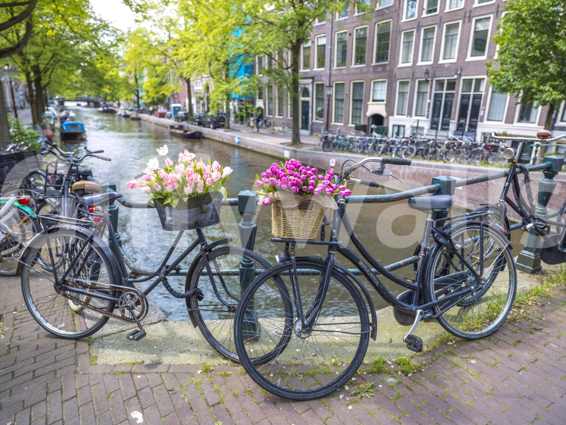 Vibrant Amsterdam Blooms on Wheels wallpaper picturesque Holland setting.