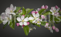 Lifelike Apple Blossom Charm print, blossoming branch background.