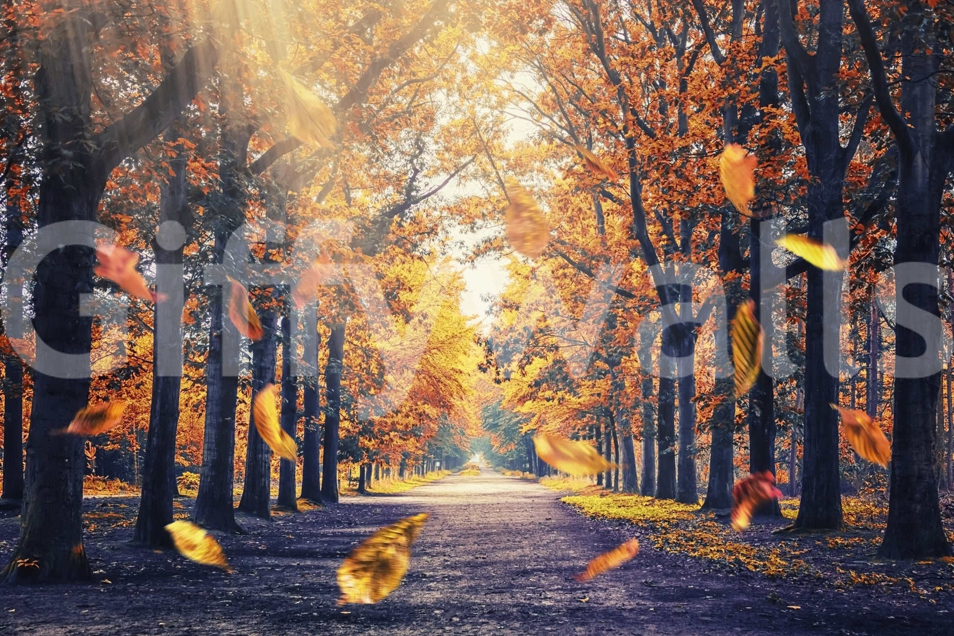 Nature wallpaper featuring an autumn tree canopy over a walking path