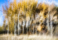 The Autumn Whisper mural gives the space a serene and artistic touch.

