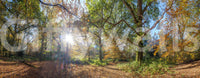 Tree canopy autumn light wallpaper

