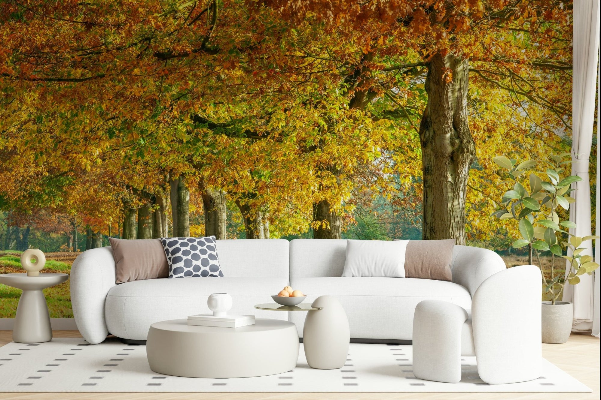 Autumn's Avenues wallpaper mural of an autumn tree avenue behind a curved white boucle sofa with round ottomans