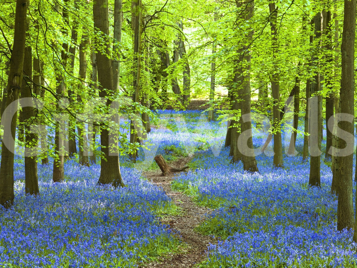 Bedroom feature wall with Azure Pathway Wall Mural, soft blue hues and scenic pathway