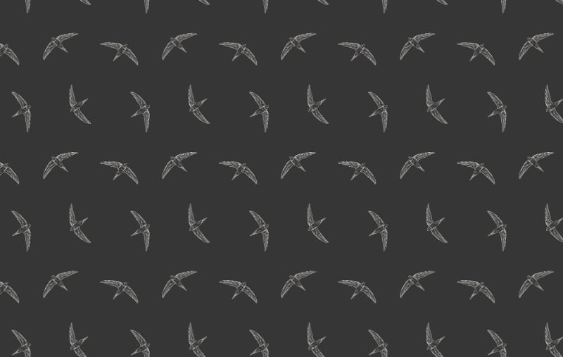 Black Color Flying Swallow Bird Wallpaper in your room