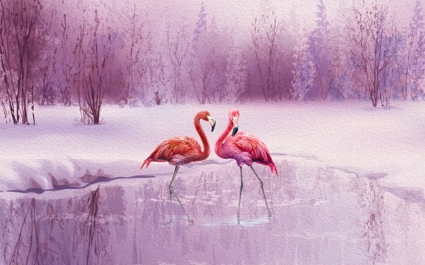 Pink Flamingo Wallpaper in your room