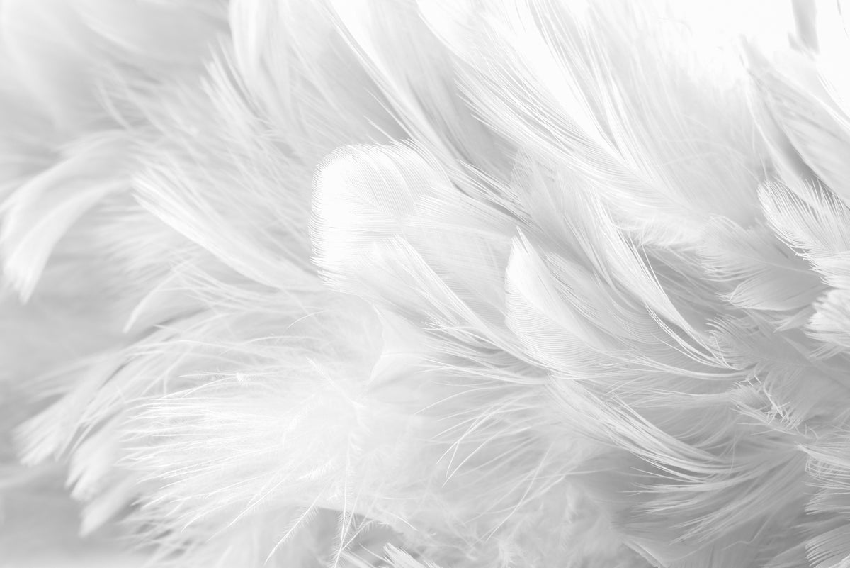 White Bird Feather Wallpaper Mural in your room — zoomed