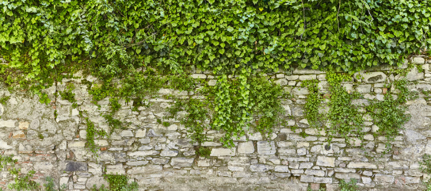 Hanging Green Grass Wall Wallpaper Murals in your room