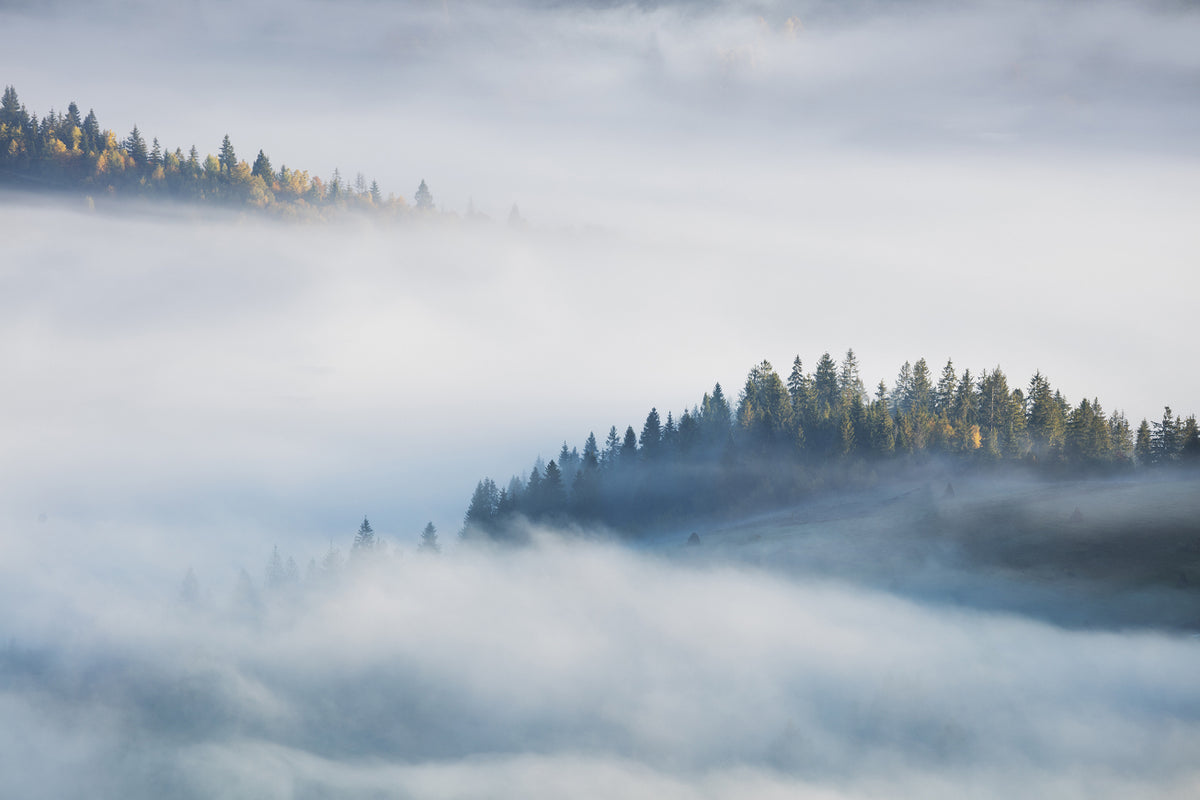 Foggy Misty Forest Maple Tree Wallpaper Murals