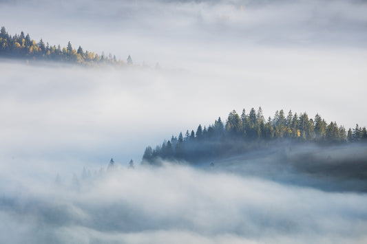 Foggy Misty Forest Maple Tree Wallpaper Murals