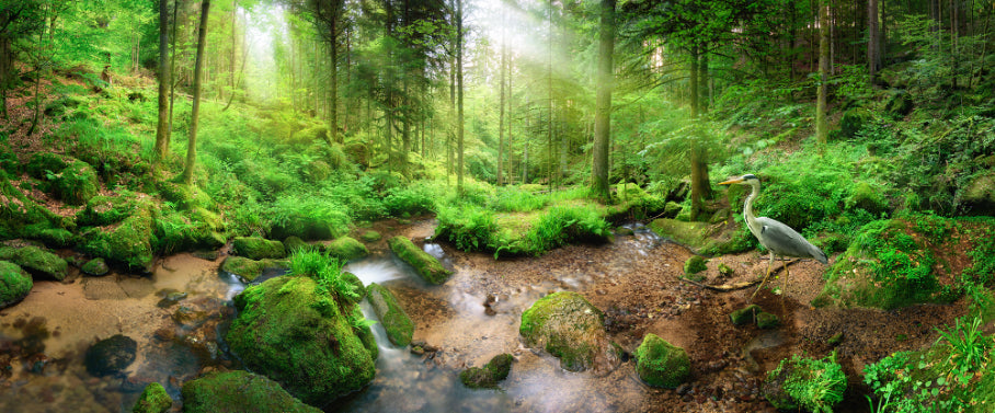 Natural Green Forest Heron Wallpaper Murals