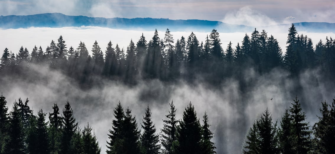 Misty Forest Mountain Wallpaper Murals in your room — zoomed