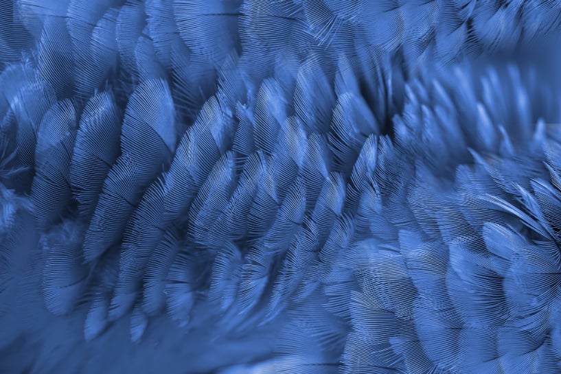 Blue Macaw Feather Wallpaper Murals