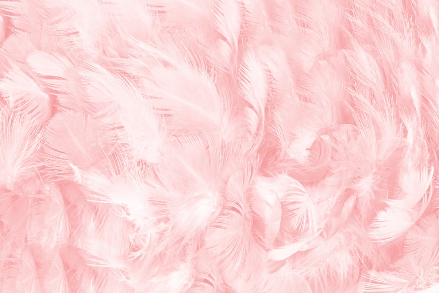 Soft Pink Vintage Color Trends Feather Wallpaper in your room