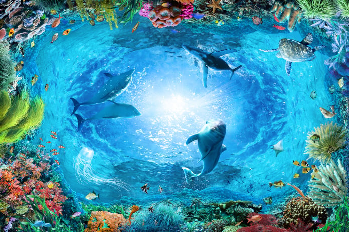 Underwater Landscape Aqua Blue Color Dolphin Wallpaper in your room — zoomed