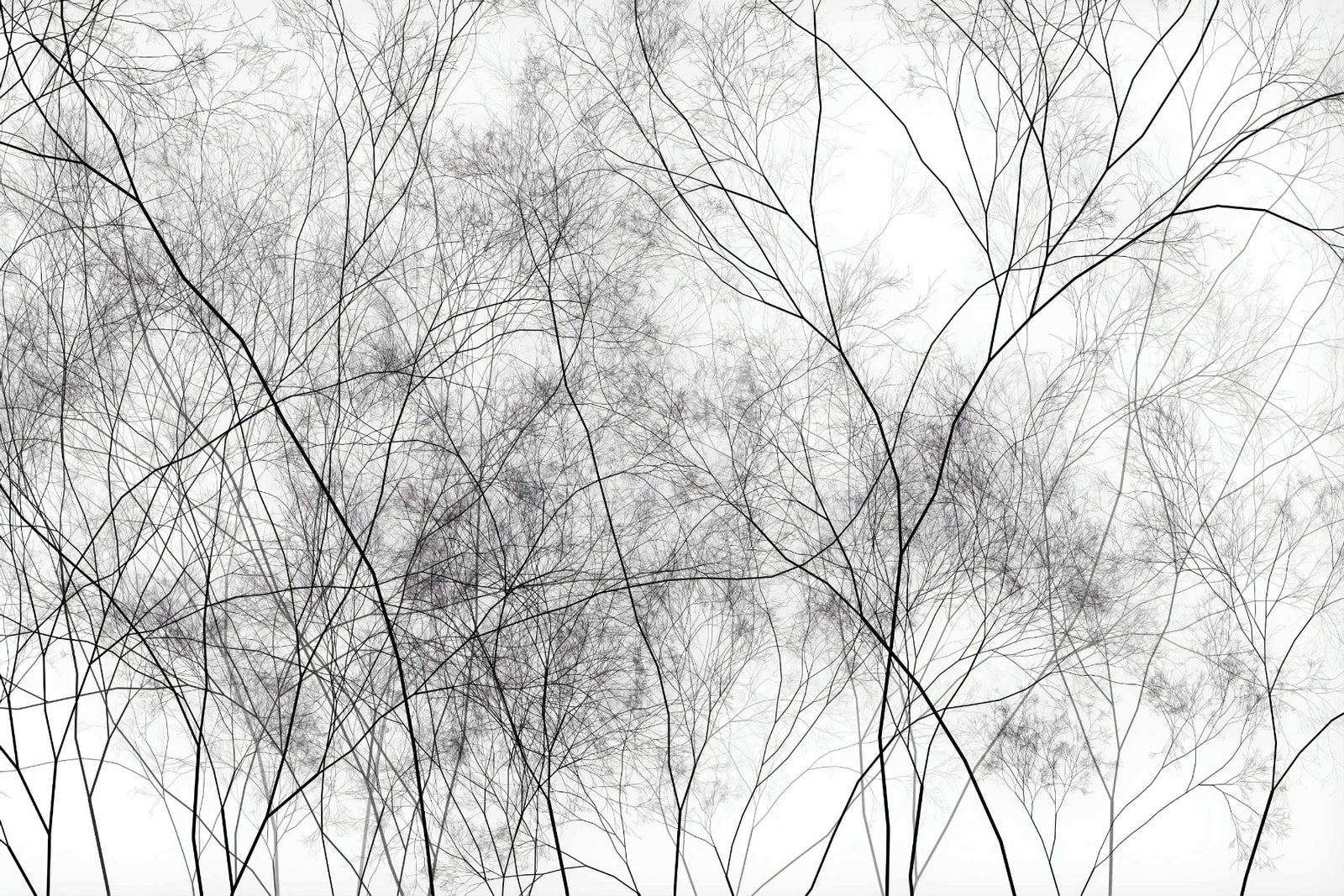 Tree Veins Art Wallpaper Murals