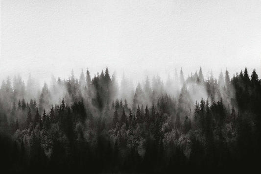 Foggy Pine Forest Wallpaper Mural