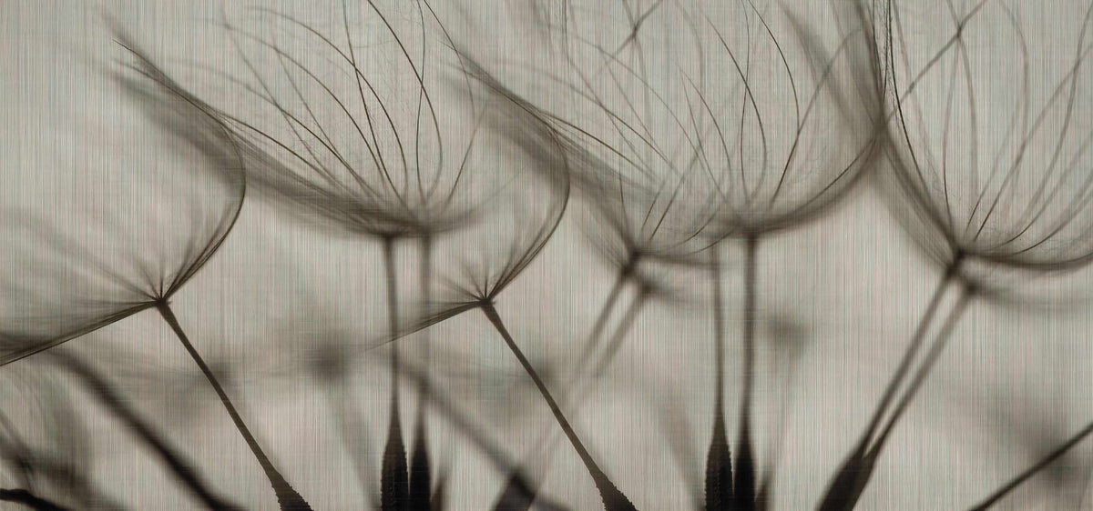 Dandelion Breeze Wallpaper Mural in your room — zoomed