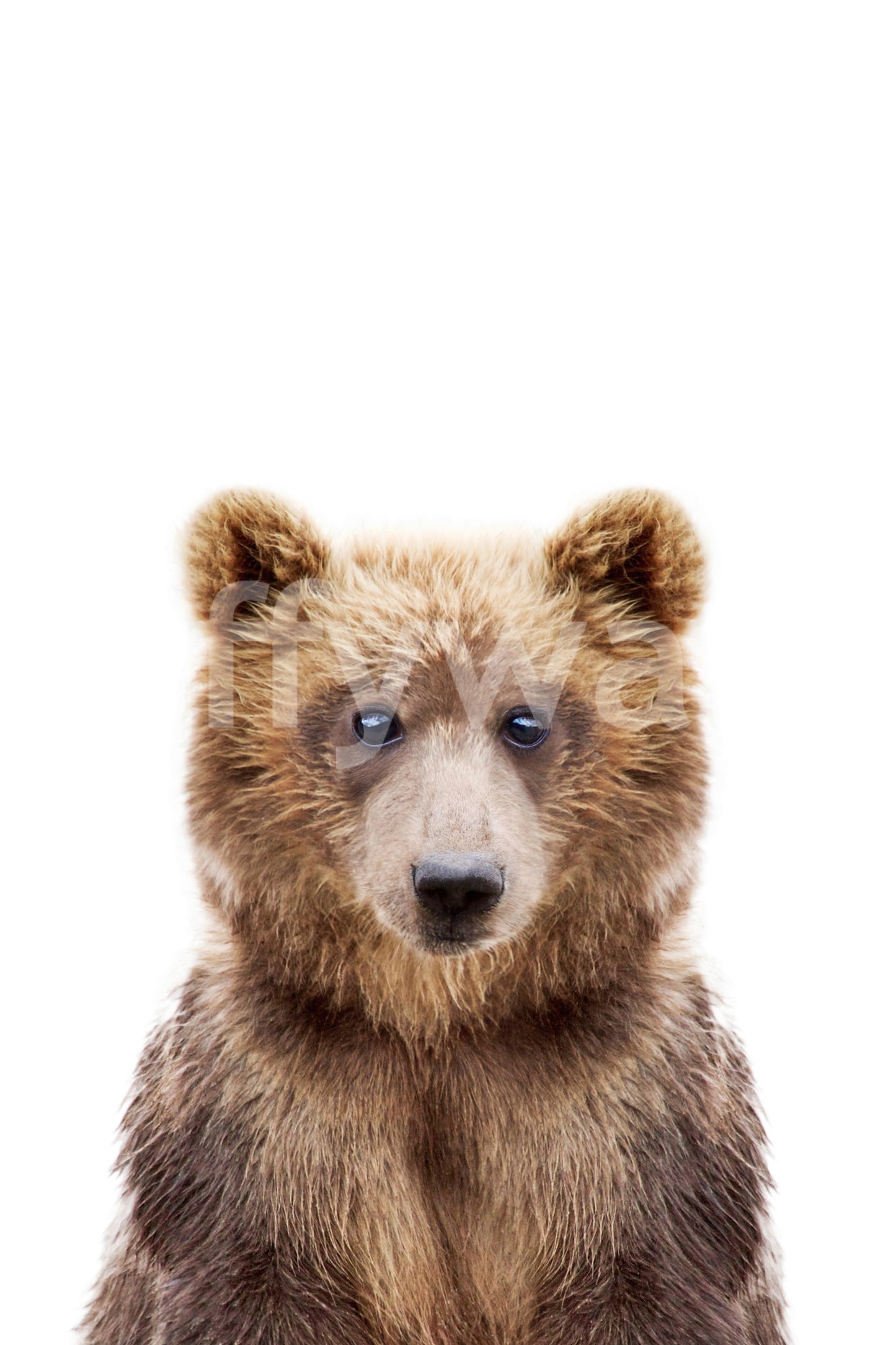 Sleeping baby bears wallpaper for calm interiors

