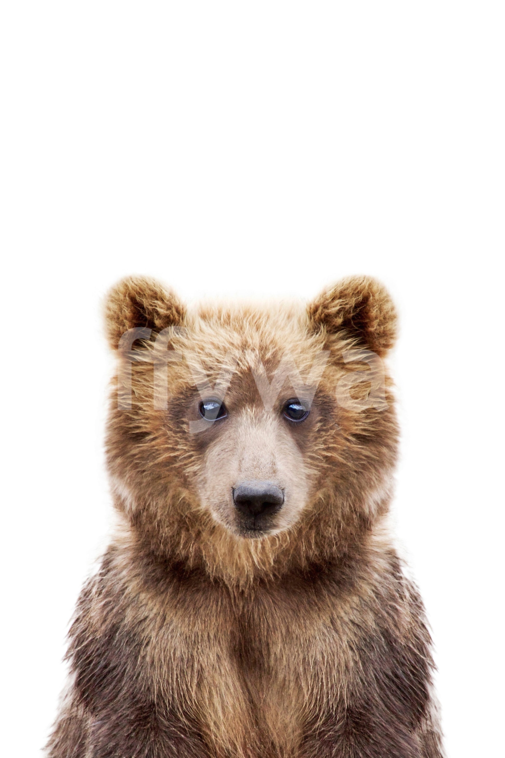 Sleeping baby bears wallpaper for calm interiors

