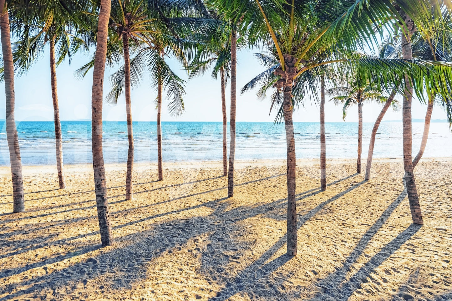 Azure sea background Beach Palm Paradise wallpaper mural art.
