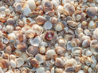 Beautiful beach treasure mural for a calming, coastal vibe.

