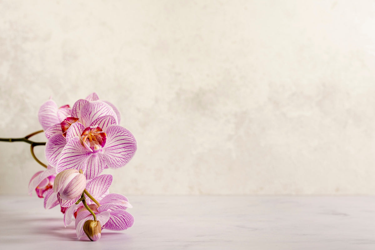 Pink Spa Flower Wallpaper Mural in your room — zoomed