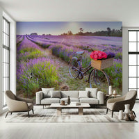 Removable mural showing antique bicycle, Bicycle in a Lavender Field.